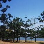 Araucaria cunninghamii Folha
