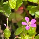 Geranium lucidum Листок