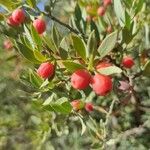 Osyris lanceolata Fruit