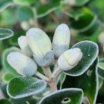 Correa alba Flower