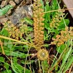 Lepidium campestre ᱛᱟᱦᱮᱸ