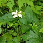 Chelone glabra Habitatea