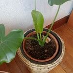 Alocasia odora Liść