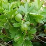 Ribes uva-crispaПлід