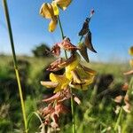 Crotalaria brevidens Blüte