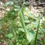 Phleum nodosum Φύλλο