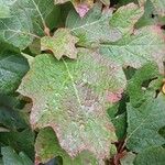 Hydrangea quercifolia Leaf