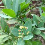 Myrcia multiflora Flower