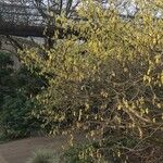 Corylopsis spicata ഇല