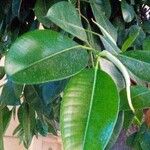 Ficus elasticaBlatt