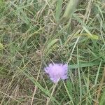 Scabiosa canescens फूल