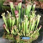 Sarracenia leucophylla 葉