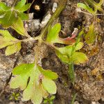 Ranunculus paludosus Foglia