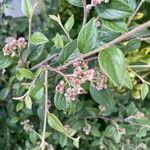 Cotoneaster franchetii Foglia