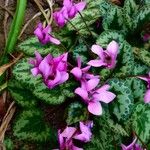 Cyclamen repandum Hábito