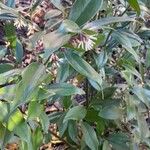 Sarcococca orientalis Vivejo