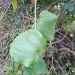 Smilax tamnoides Blatt