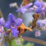 Cornutia pyramidata Flower