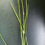 Gomphocarpus integer Leaf