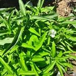 Ipomoea aquatica Blad