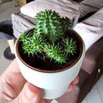 Euphorbia susannae Feuille