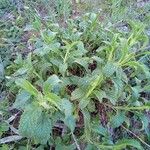 Verbena urticifolia Лист