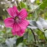 Malva arboreaফুল