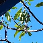 Cerbera manghas Frucht