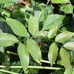 Afzelia bipindensis Folha