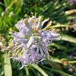 Camassia cusickii Flower