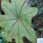 Podophyllum peltatum Lapas