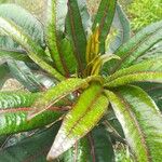 Polyscias cutispongia Leaf