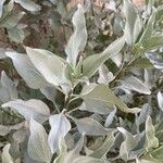 Encelia farinosa Blad