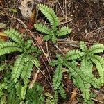 Adiantum hispidulum Habitus