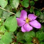 Heterotis rotundifolia Цвят