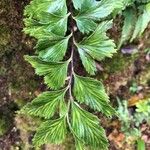 Asplenium polyodon पत्ता