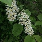 Prunus padus Λουλούδι