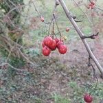 Crataegus rhipidophyllaПлод