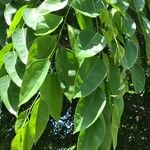 Pterocarpus rotundifolius Leaf