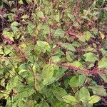 Persicaria virginiana Hábito