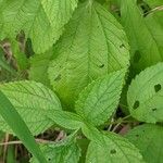 Pilea pumila Folha