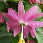 Passiflora tripartita Kvet