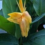 Canna indicaFlower