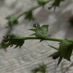 Triodanis perfoliata Flor