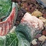 × Gasterhaworthia bayfieldii Leaf