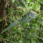 Acalypha costaricensis Кора