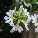 Scaevola plumieri Flower