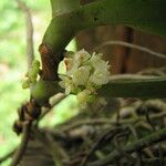 Rhipidoglossum obanense Květ