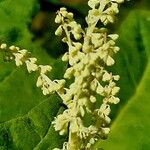 Rheum palmatum Fula