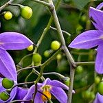 Solanum seaforthianum